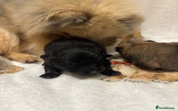 Pomeranian dogs for sale: Pure breed Pomeranians - Advert 7