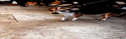 Jack Chi dogs for sale: Jack x chi in Chester - Advert 2
