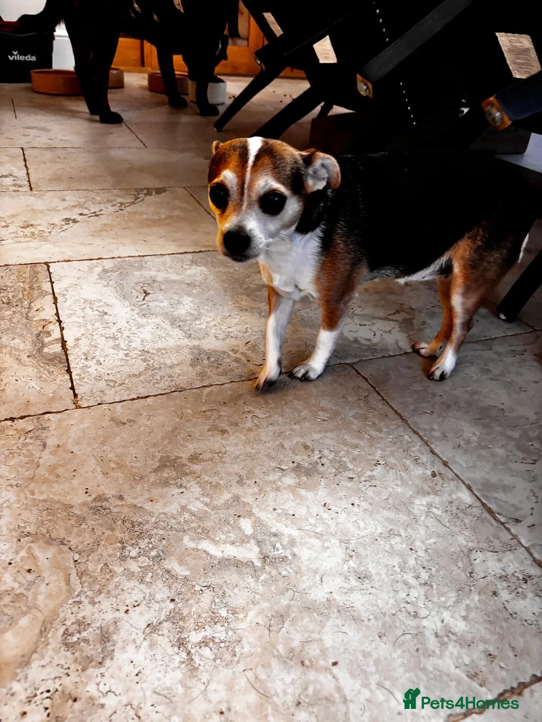 Jack Chi dogs for sale: Jack x chi in Chester - Advert 2