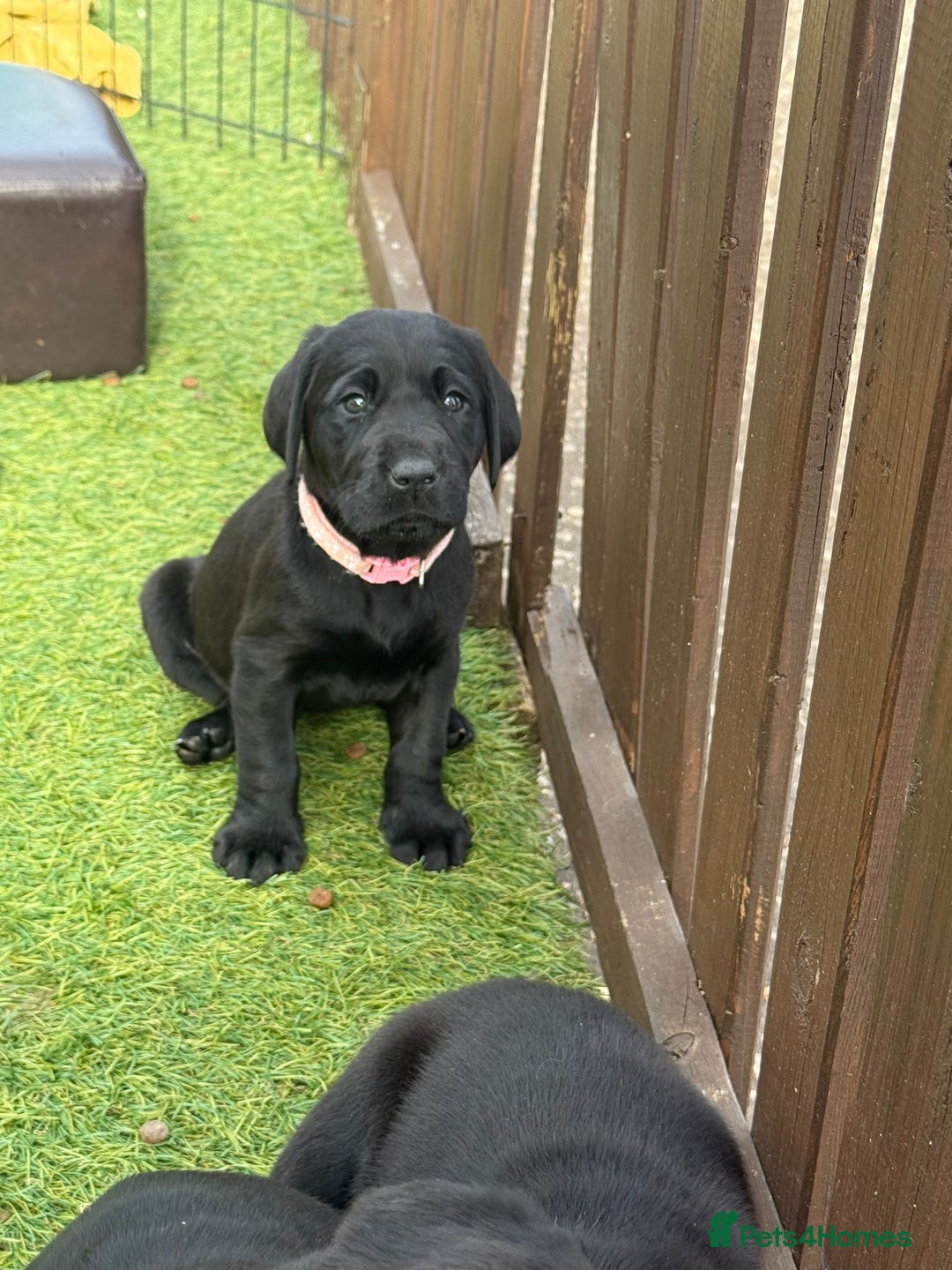 Labrador Retriever dogs for sale: Stunning black Labrador puppies  - Image 19