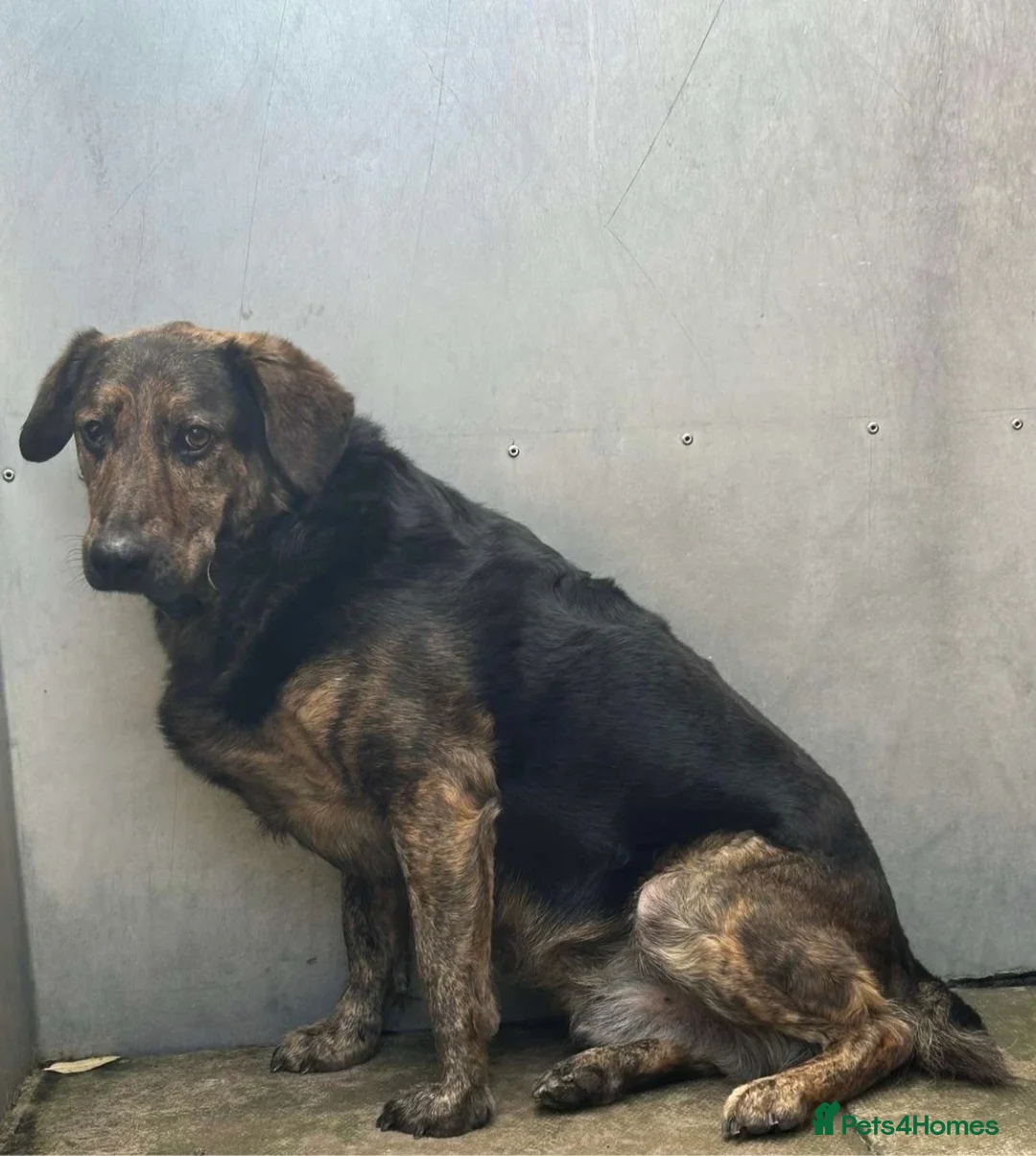 Mixed Breed dogs for adoption: Meet Jess, currently residing in Essex in Nantwich - Advert 3