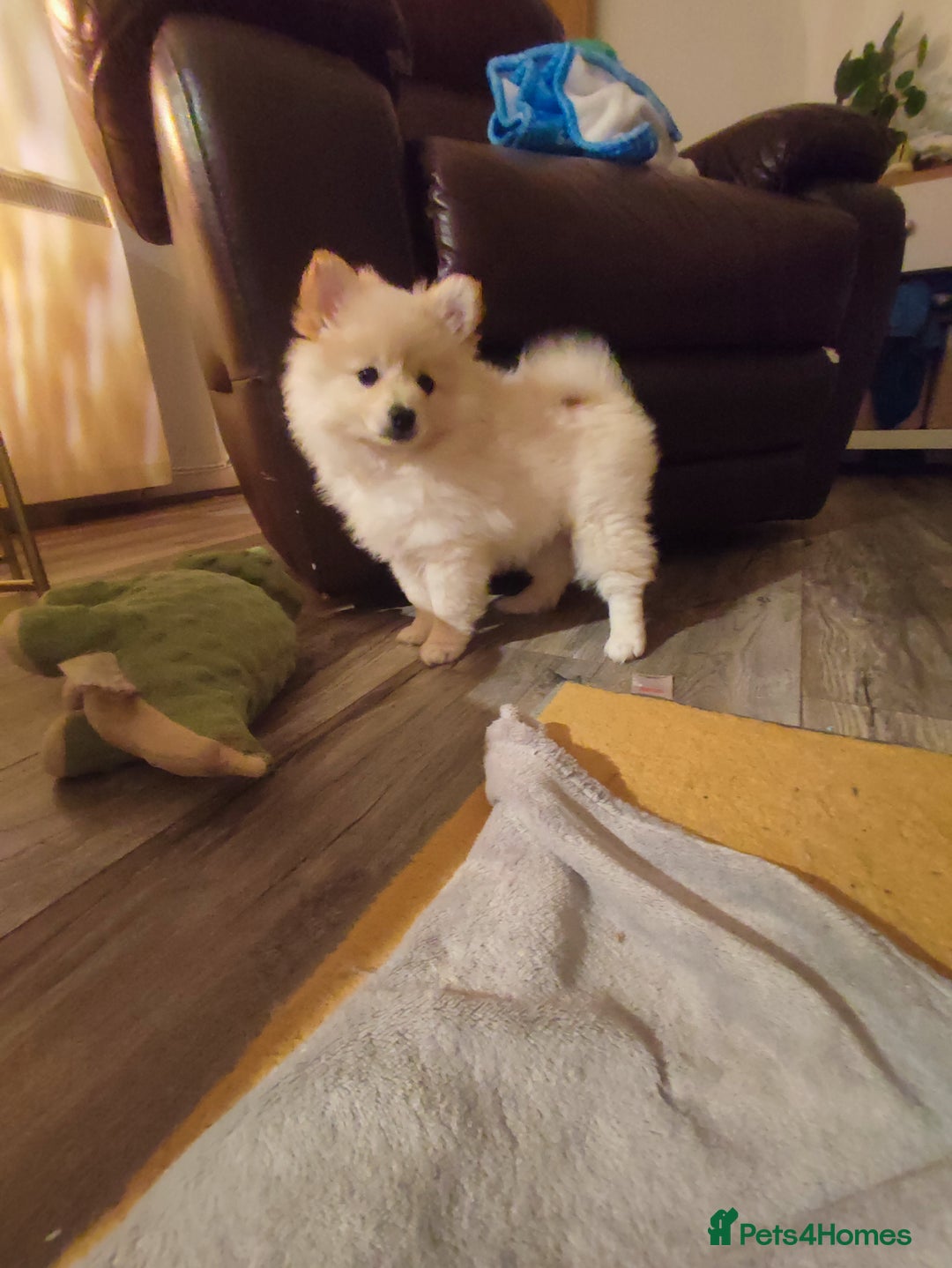 German Spitz dogs for sale: Unique female Spitz puppy available now - Advert 29