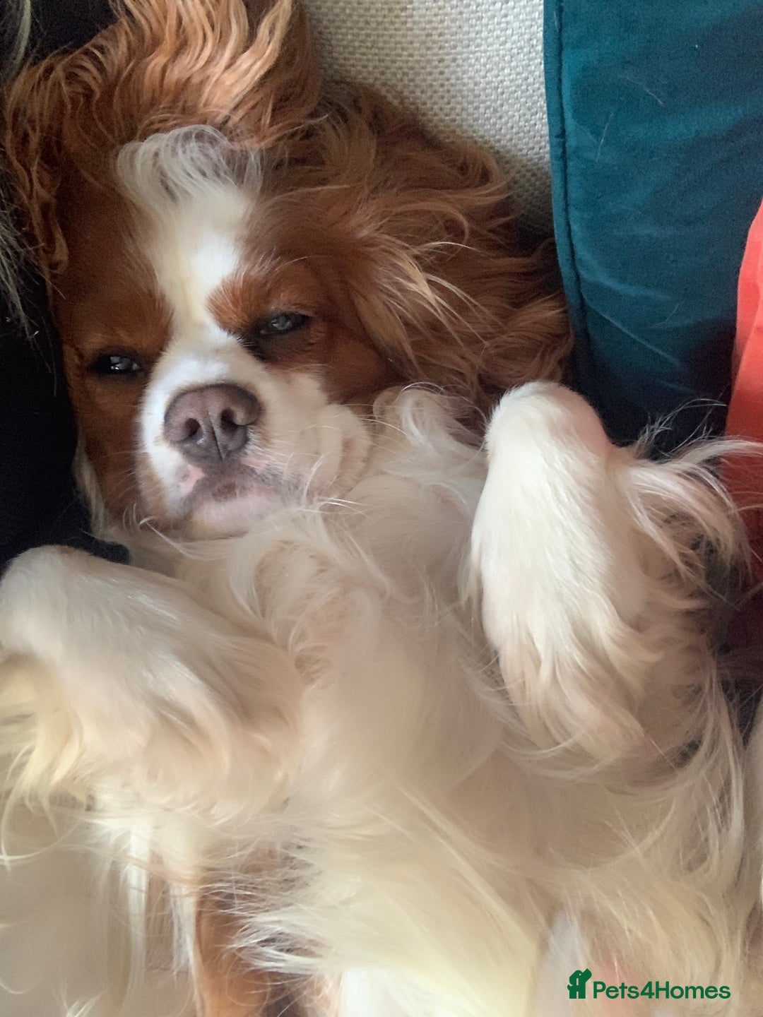 Cockalier dogs for sale: Beautiful Litter of Cavalier King Charles X Cocker - Advert 26