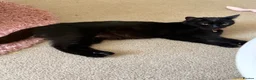 British Shorthair cats for sale: Gorgeous Kittens  - Advert 4