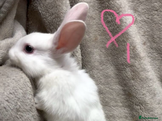 Netherland Dwarf rabbits RESERVED - Advert 5