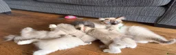 Ragdoll cats for sale: Beautiful litter of Ragdoll kittens - Advert 4