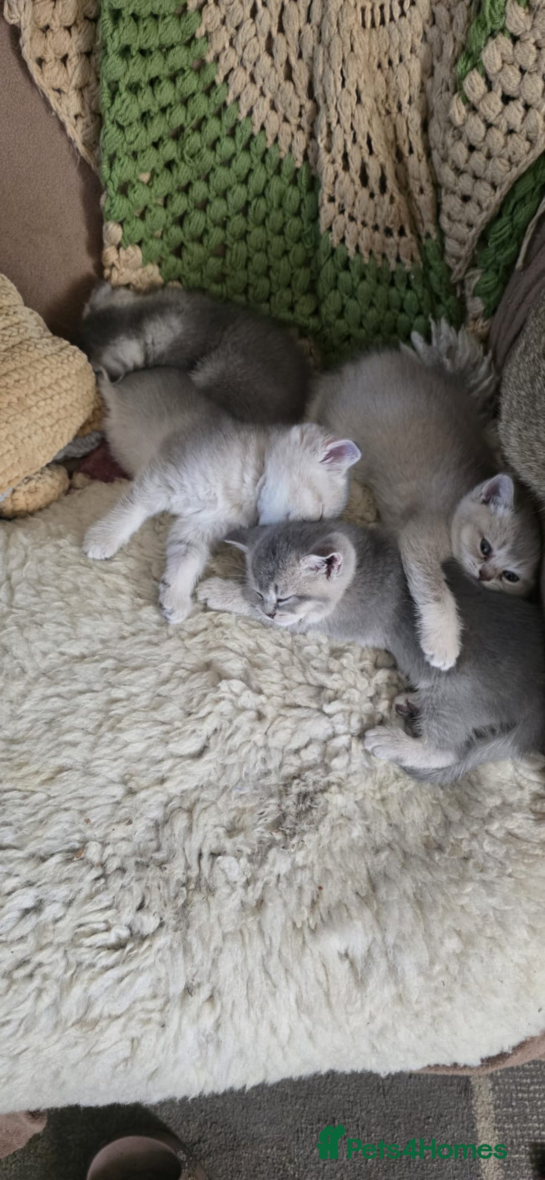 Scottish Fold cats for sale: Ready to leave cute kittens  - Image 4