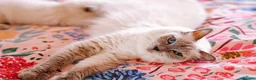 Ragdoll cats for sale: Beautiful Ragdoll Kittens – Male & Female - Advert 3