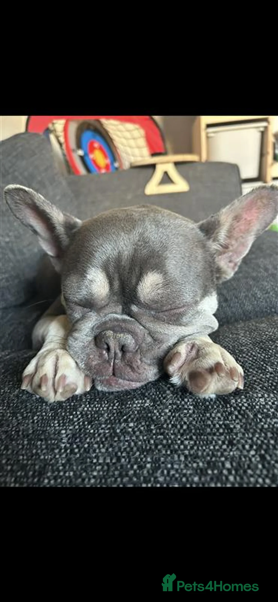 Mixed Breed dogs for sale: French bulldog x springer spaniel pups - Advert 4