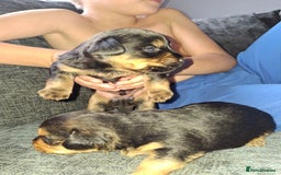 Mixed Breed dogs for sale: Two healthy Dorkies  - Image 2