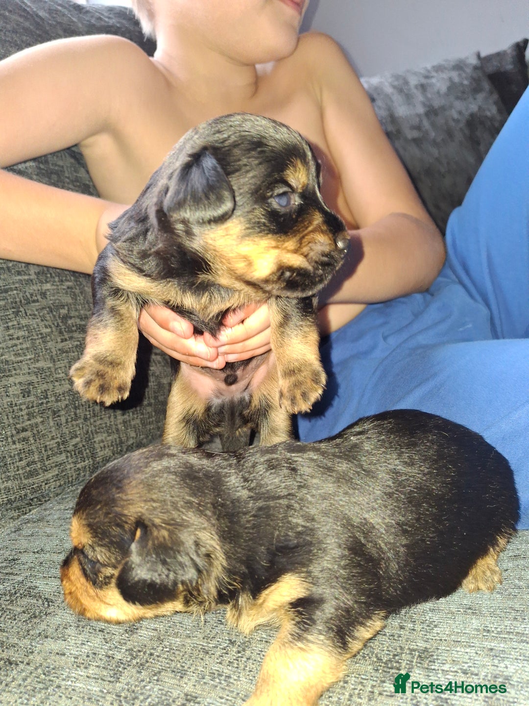 Mixed Breed dogs for sale: Two healthy Dorkies  - Image 2