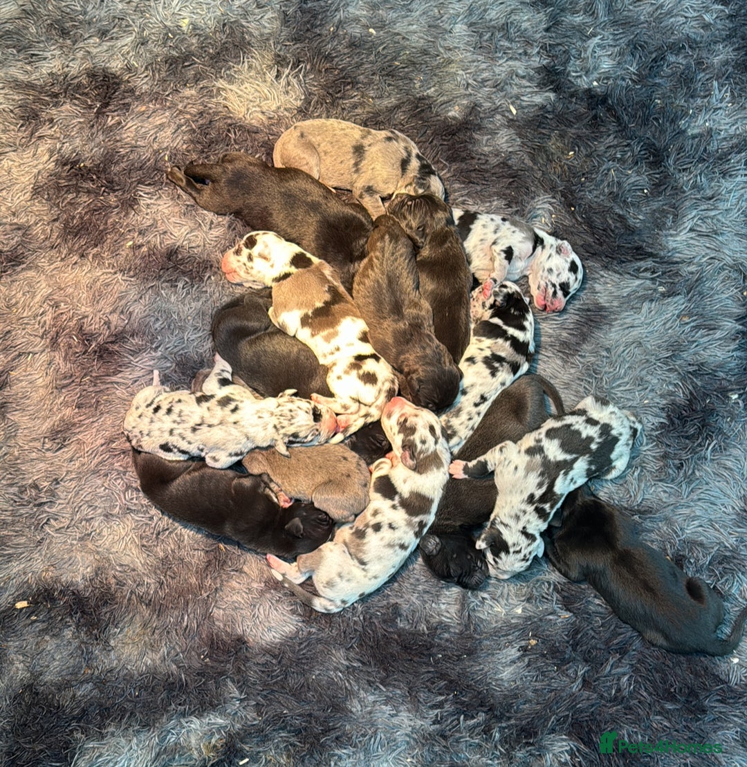 Great Dane dogs for sale: Outstanding litter of Great Danes  - Image 1