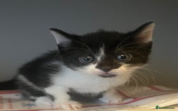 Domestic Shorthair cats for sale: Fluffy kittens - Image 3