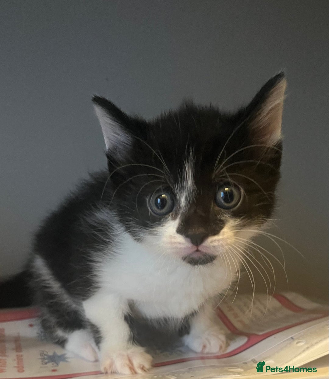 Domestic Shorthair cats for sale: Fluffy kittens - Image 3