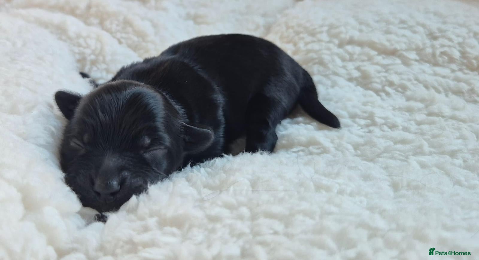 Yorkshire Terrier dogs Gorgeous Lilliputian Yorkies available  - Advert 2