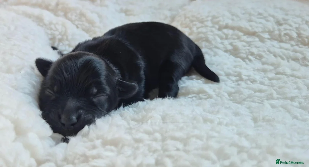 Yorkshire Terrier dogs for sale: Gorgeous Lilliputian Yorkies available  - Advert 2