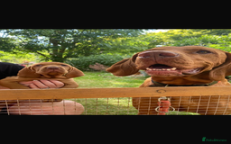Hungarian Vizsla dogs for sale: Hungarian vizsla puppy - Image 6
