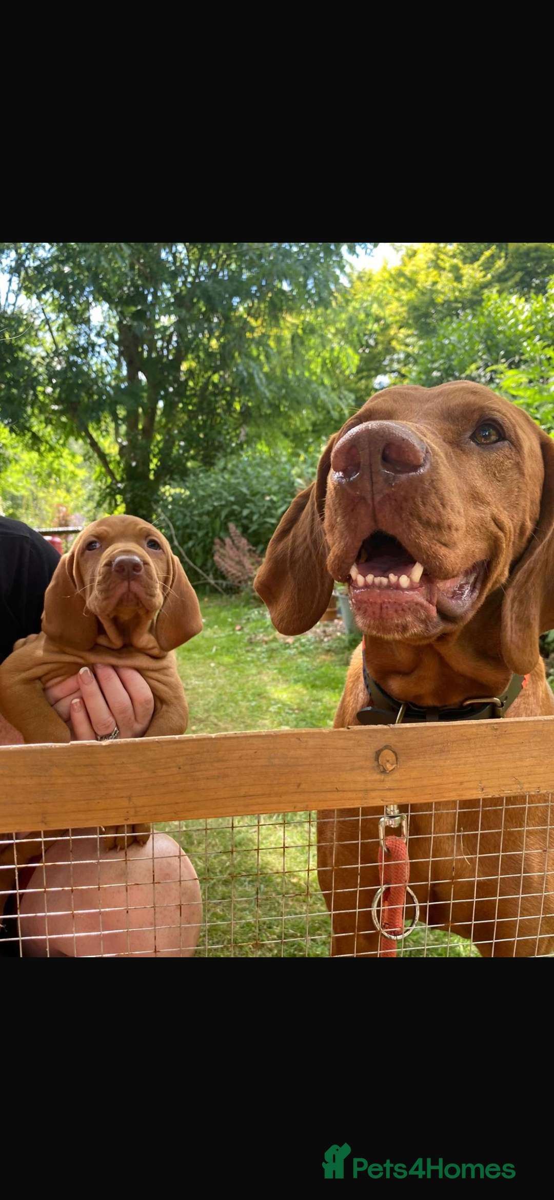 Hungarian Vizsla dogs for sale: Hungarian vizsla puppy - Image 6