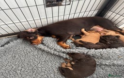 Cockapoo dogs for sale: stunning merle cockapoo puppies, ready 21st august - Image 11