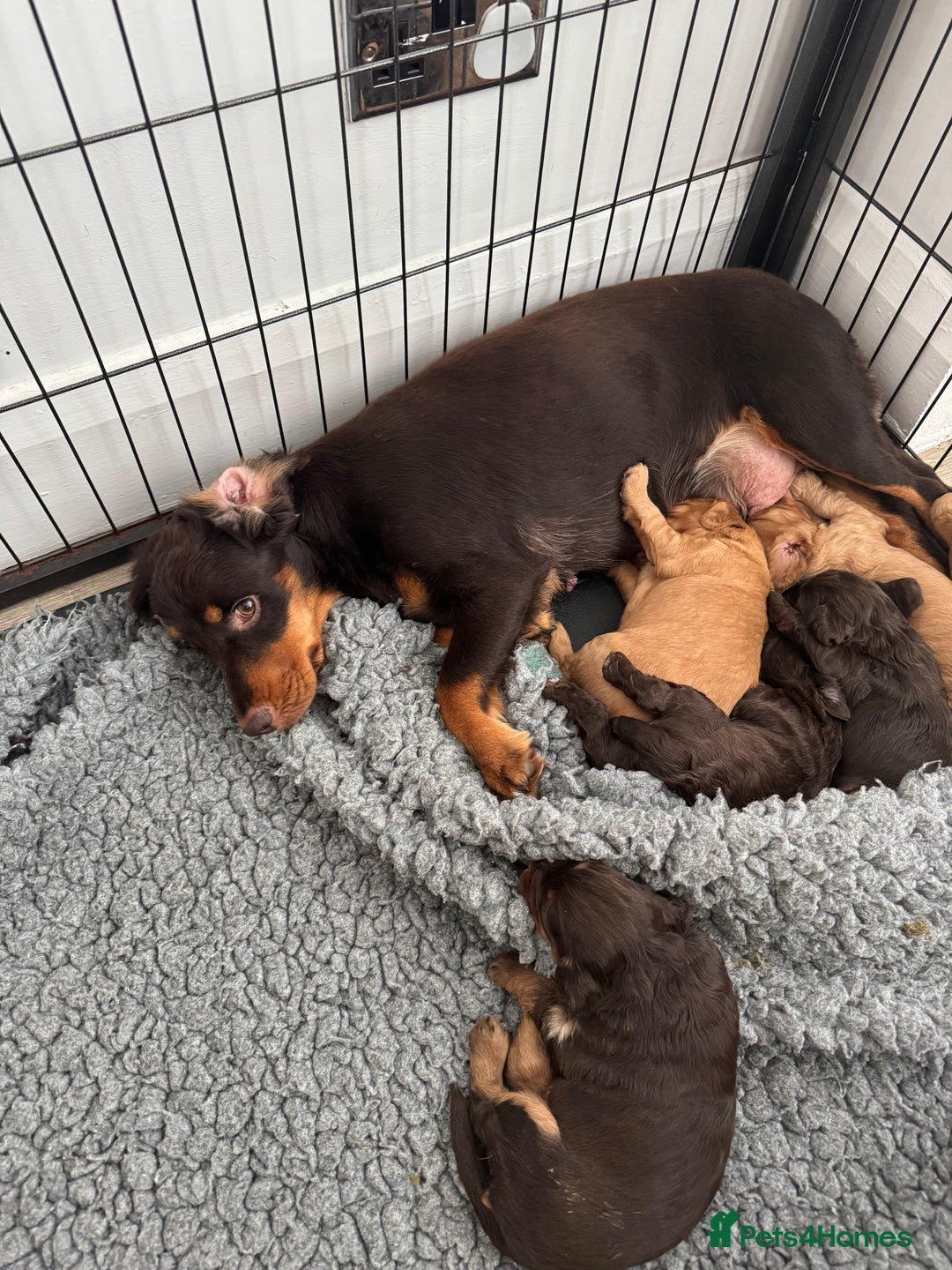 Cockapoo dogs for sale: stunning merle cockapoo puppies, ready 21st august - Image 11
