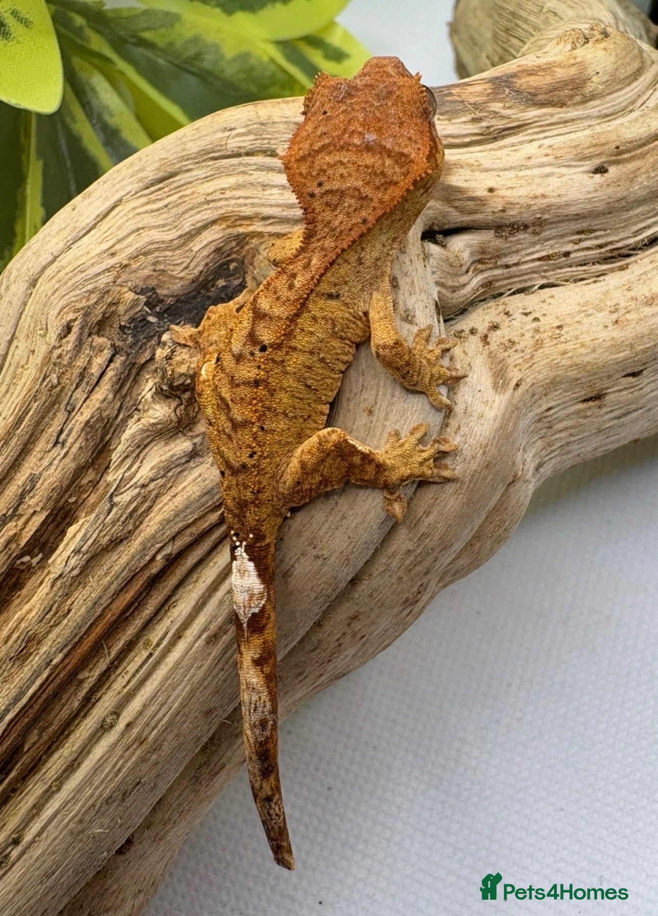 Gecko reptiles Crested geckos for sale! - Advert 16