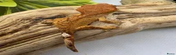 Gecko reptiles for sale: Crested geckos for sale! - Advert 1