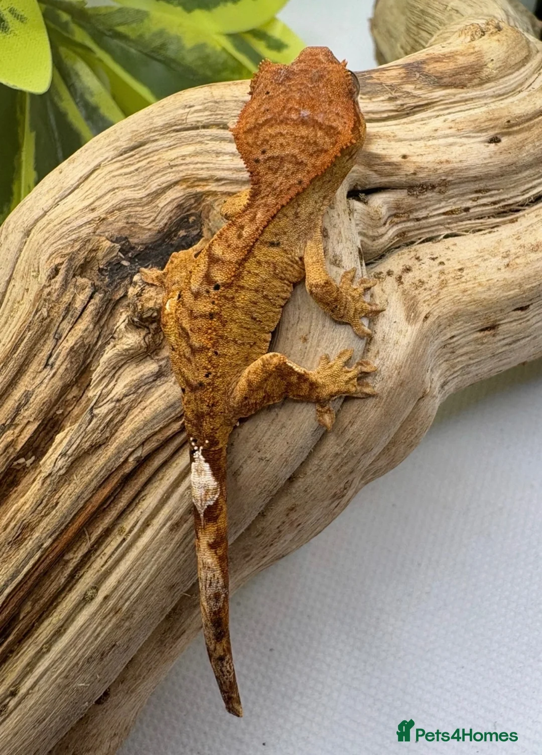 Gecko reptiles for sale: Crested geckos for sale! - Advert 1