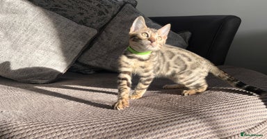 Bengal cats - Advert 5