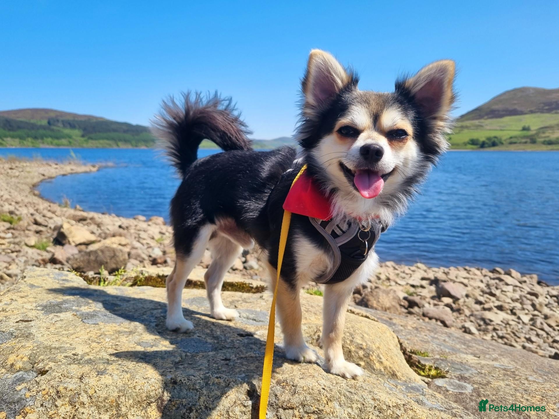 Chihuahua dogs Long coat Chihuahua - Riley - For Stud Only - Advert 1