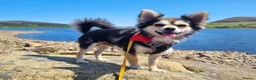 Chihuahua dogs for stud: Long coat Chihuahua - Riley - For Stud Only - Advert 1