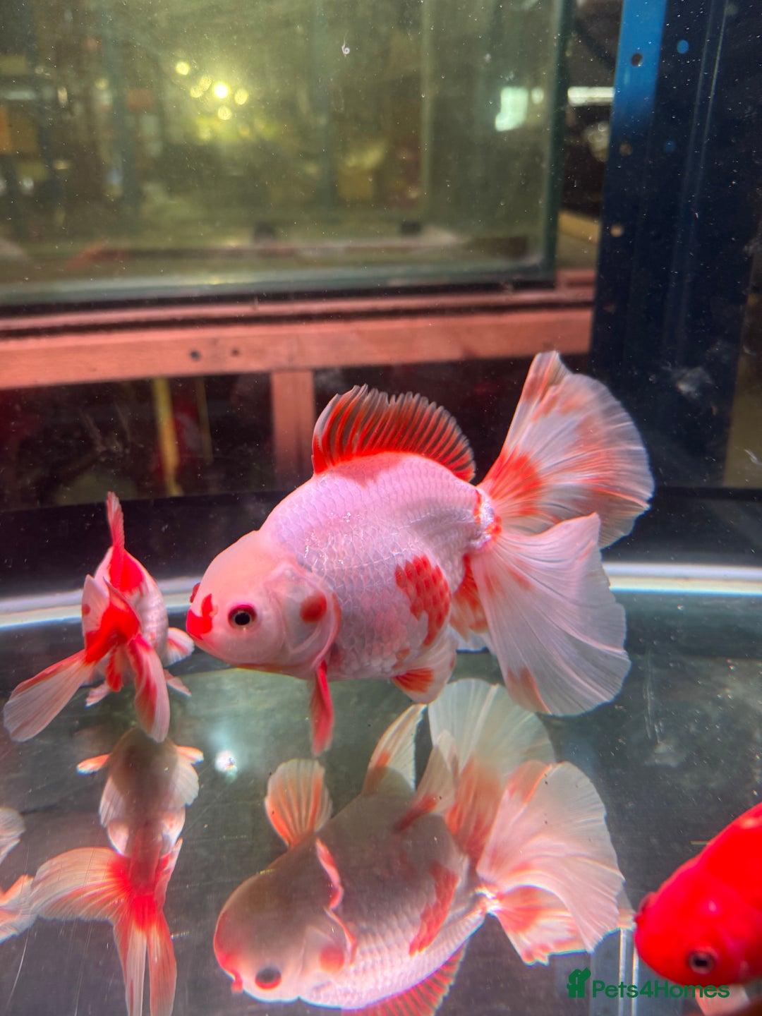 Fancy Goldfish fish for sale: Thai pleated goldfish - Image 31