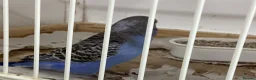 Budgerigars birds for sale: New baby budgies ready next week  - Advert 4