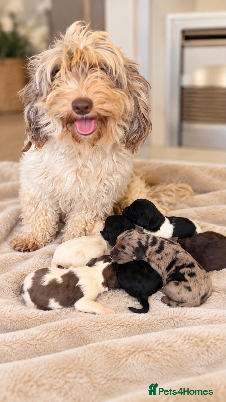 Cockapoo dogs Beautiful merle, cream, Lemon and white cockapoos - Advert 2