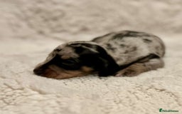 Miniature Dachshund dogs for sale: Short Haired Miniature Dachshunds - Image 4