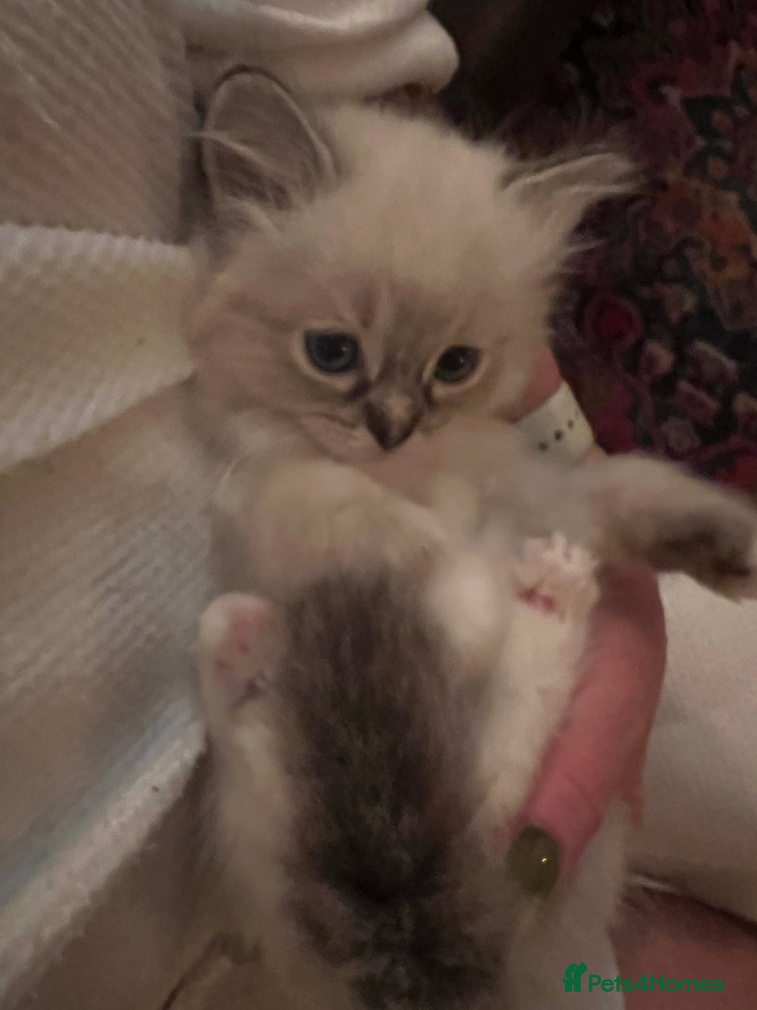 Ragdoll cats for sale: GCCF Ragdoll Kittens. Champion lines  - Advert 4