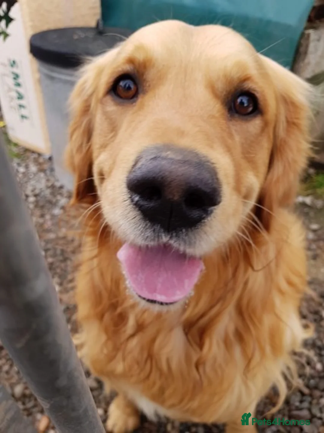 Golden Retriever dogs for stud: Stunning Golden Retriever - hip , elbow , DNA test in Dunblane - Advert 2