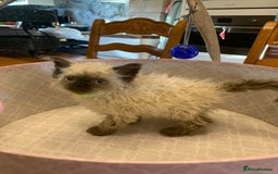 Selkirk Rex cats for sale: Selkirk rex kittens  - Image 13