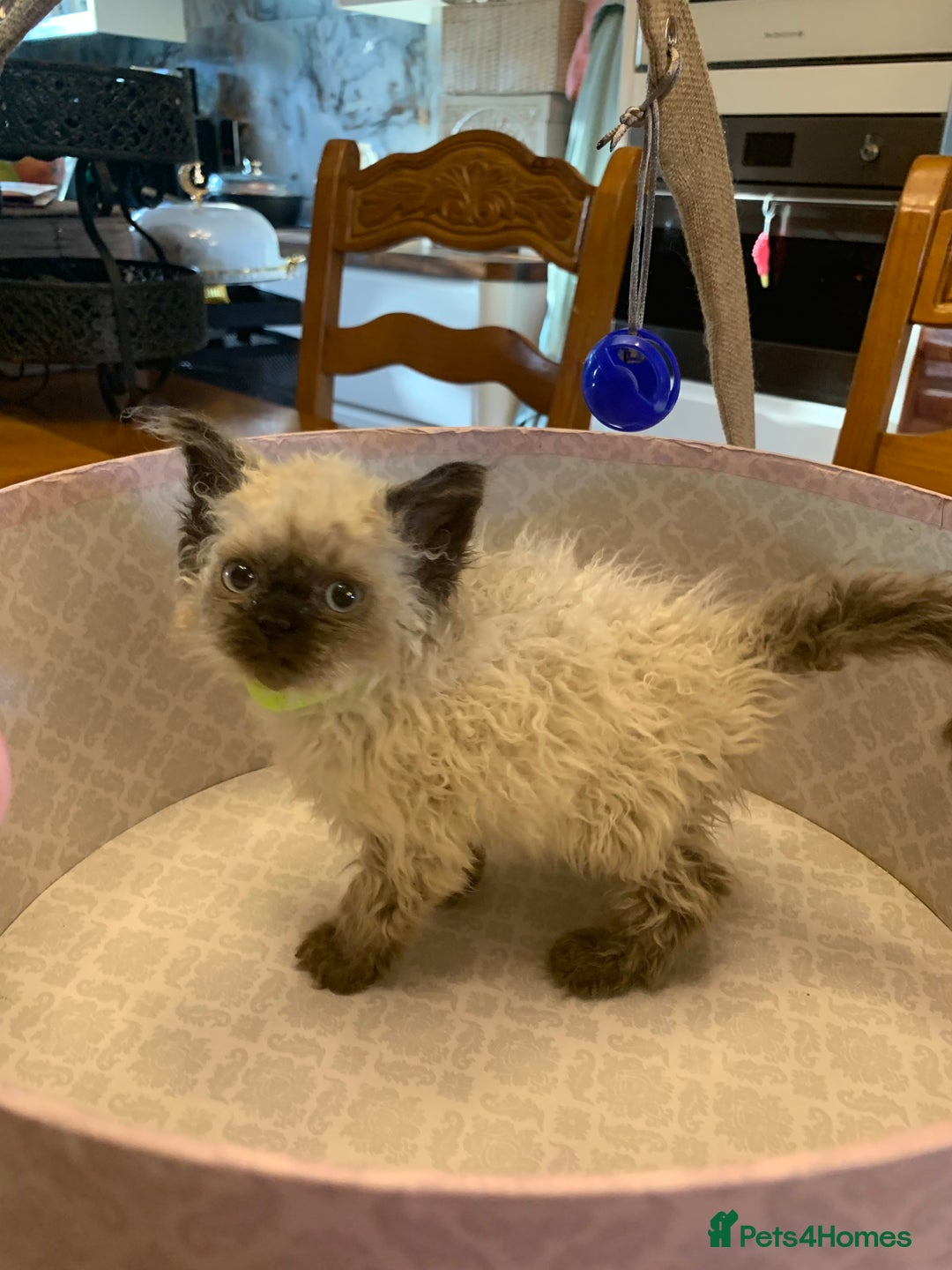 Selkirk Rex cats for sale: Selkirk rex kittens  - Image 13