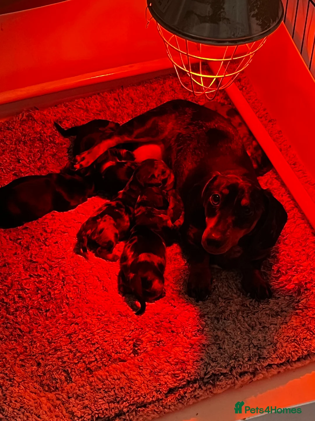 Miniature Dachshund dogs for sale: Miniature Dachshund  - Advert 2