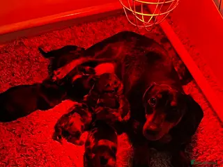 Miniature Dachshund dogs Miniature Dachshund - Advert 17