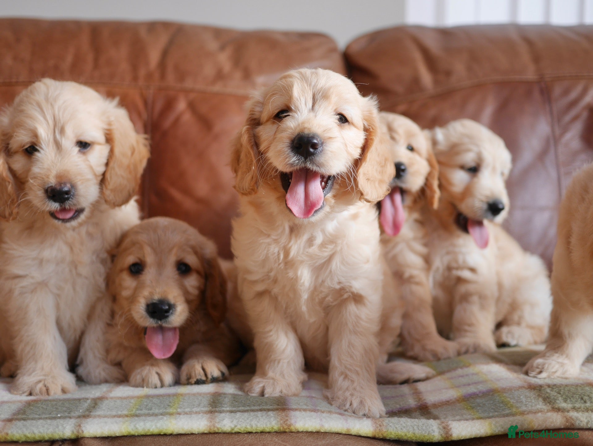 Mini Goldendoodle dogs Stunning F1 Health Tested Miniature Goldendoodles - Advert 2