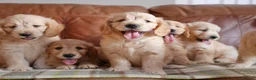 Mini Goldendoodle dogs for sale: Stunning F1 Health Tested Miniature Goldendoodles - Advert 2