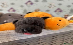 Great Dane dogs for sale: Great Dane puppies - Image 34