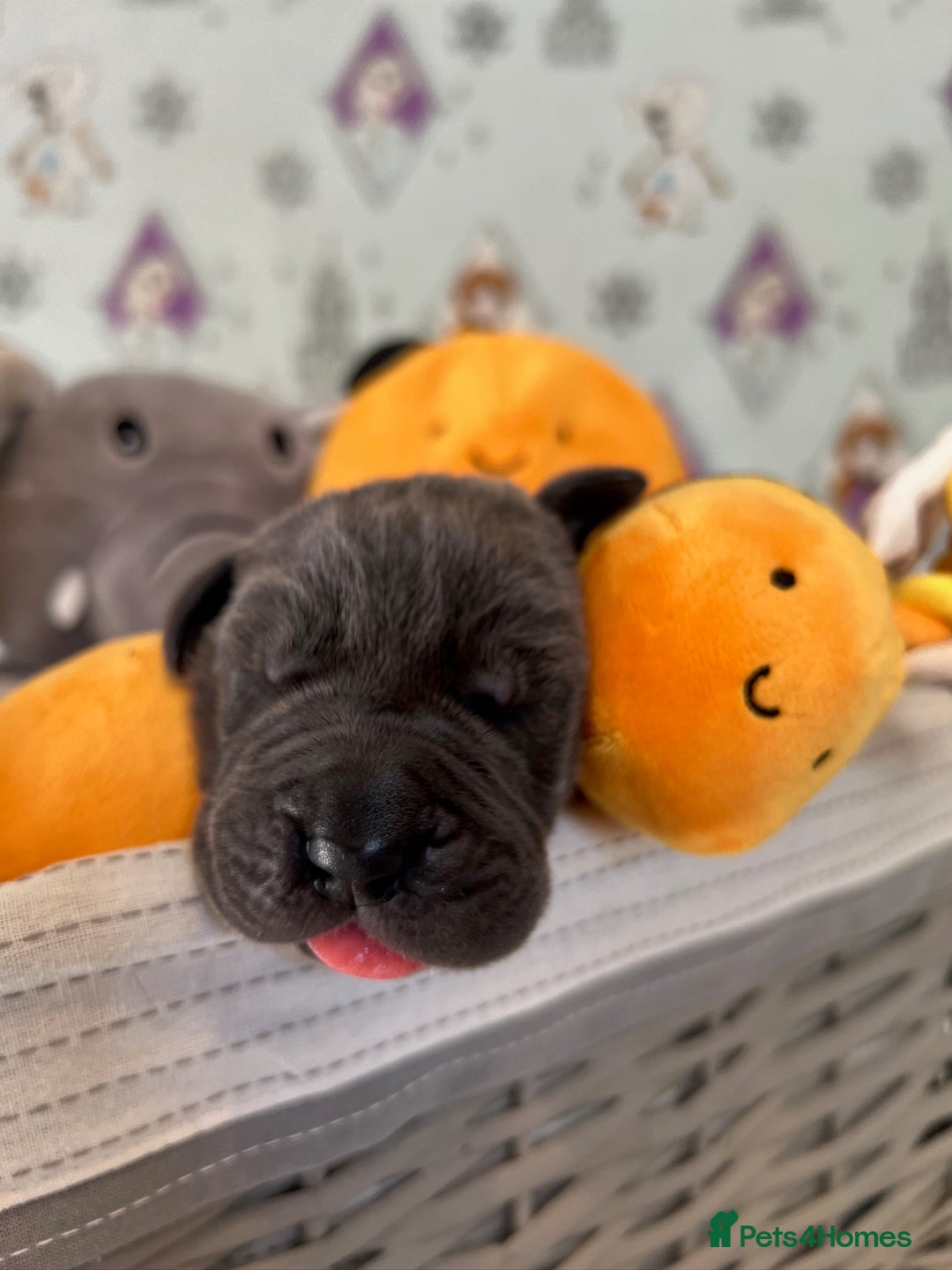 Great Dane dogs for sale: Great Dane puppies - Image 34