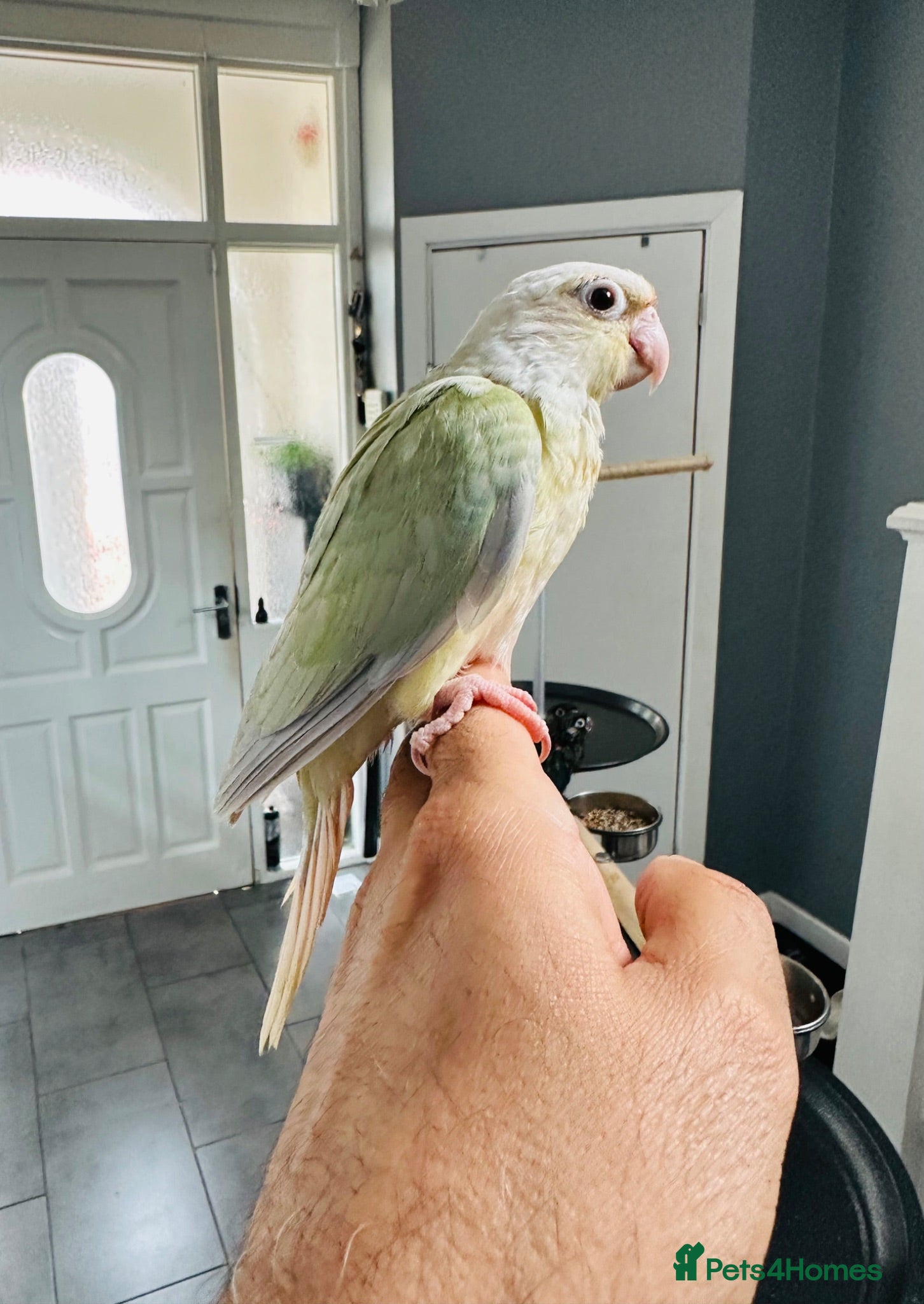 Conures birds Super Tame Baby Parrot Conures - Advert 1
