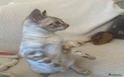 Bengal cats for sale: OUTSTANDING TICA reg BENGAL KITTENS - Advert 7