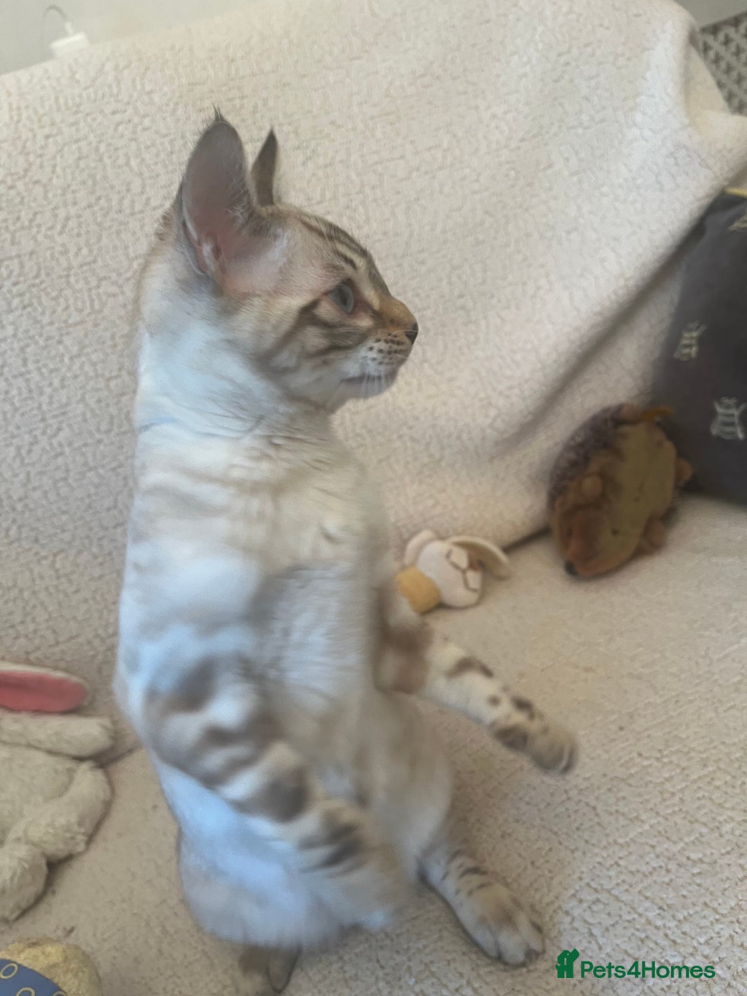 Bengal cats for sale: OUTSTANDING TICA reg BENGAL KITTENS - Advert 7