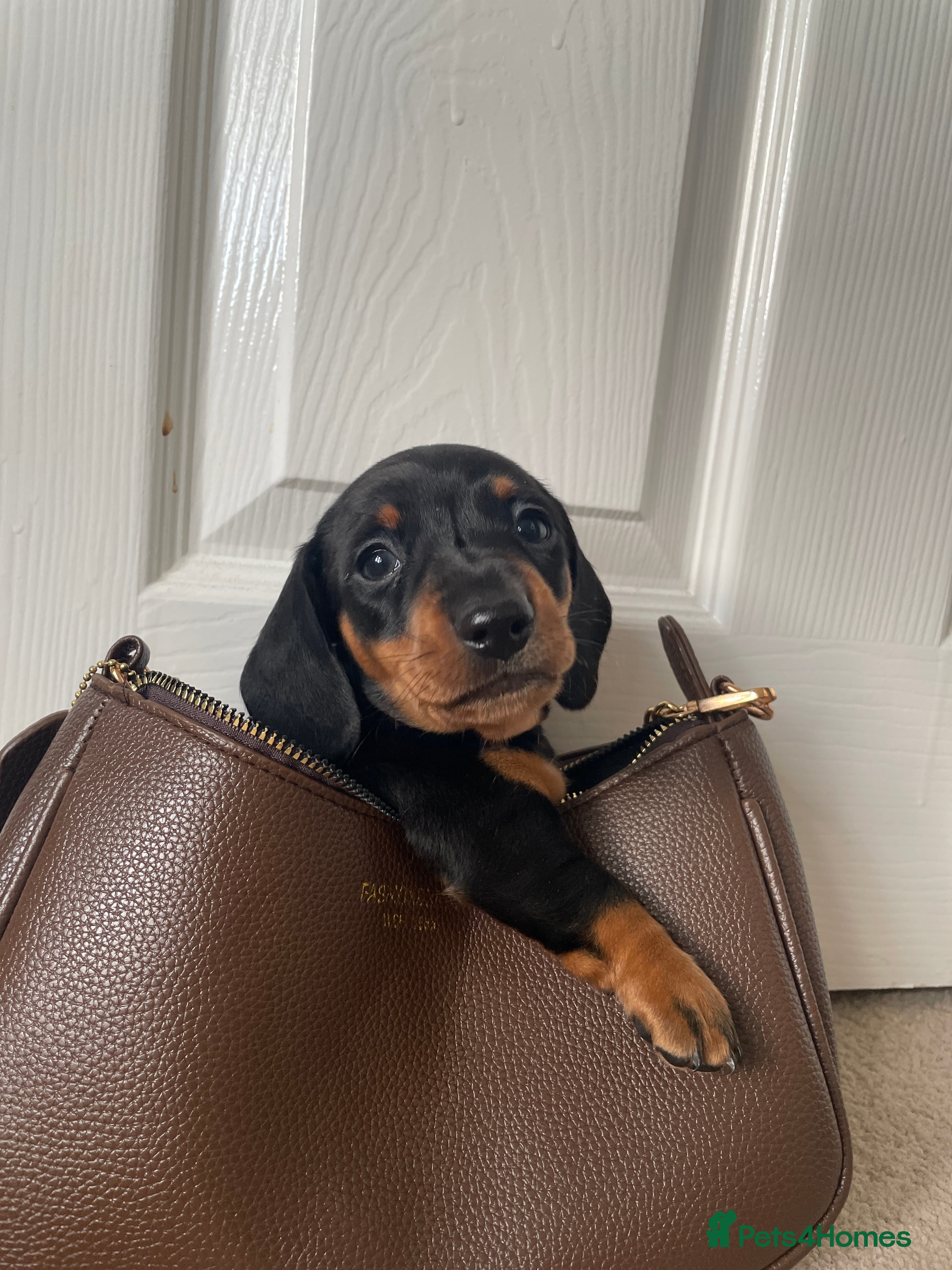 Miniature Dachshund dogs Kc Reg smooth hair miniature dachshund - Advert 16