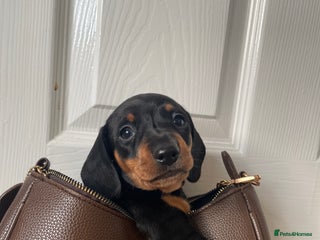 Miniature Dachshund dogs Kc Reg smooth hair miniature dachshund - Advert 16