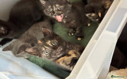 Domestic Shorthair cats for sale: One Black Boy, One tri colour girl.  - Image 2